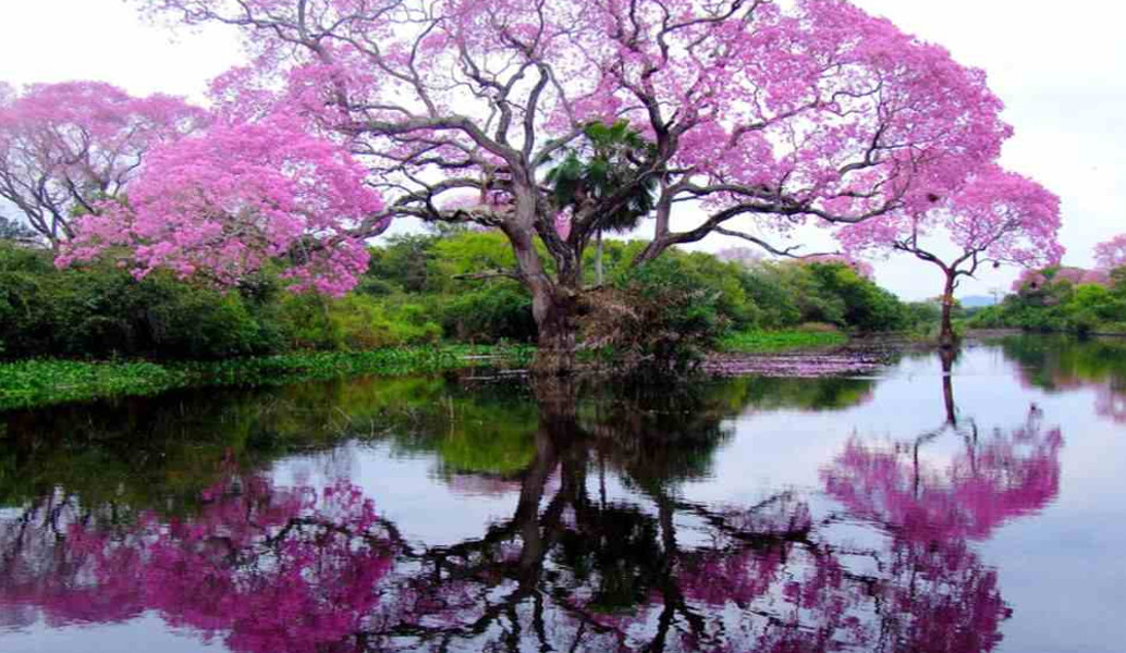 Δείτε ποια είναι η χώρα με τα περισσότερα είδη δέντρων