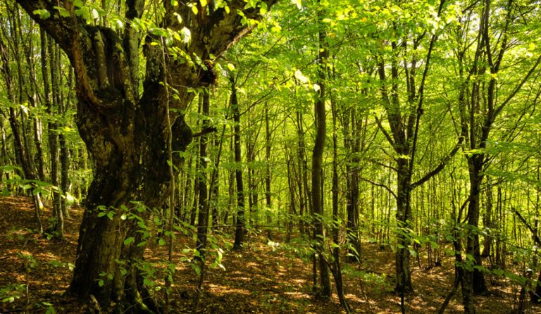 Έρευνα: 9.600 είδη δέντρων απειλούνται με εξαφάνιση