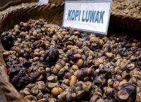Kopi Luwak: O ακριβότερος καφές του κόσμου – Ποιο είναι το μυστικό συστατικό;