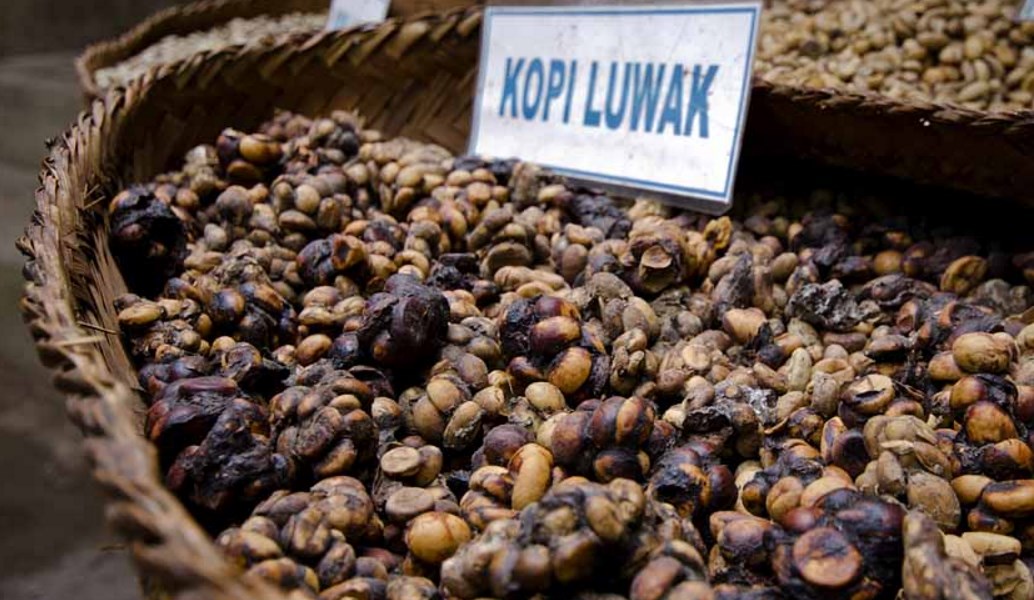 Kopi Luwak: O ακριβότερος καφές του κόσμου – Ποιο είναι το μυστικό συστατικό;