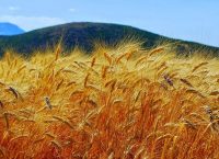 Αποκωδικοποίηση του DNA του κριθαριού