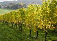 Πορτογαλία, vinho verde ή πράσινο κρασί