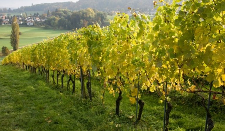 Πορτογαλία, vinho verde ή πράσινο κρασί