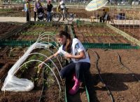 Αιτήσεις για καλλιέργεια του δημοτικού λαχανόκηπου στον δήμο Νεάπολης – Συκεών