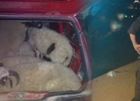 Χανιά: Μετέφεραν με το αυτοκίνητο… κλεμμένα αρνιά