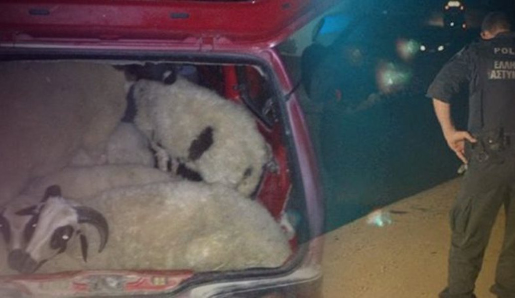 Χανιά: Μετέφεραν με το αυτοκίνητο… κλεμμένα αρνιά