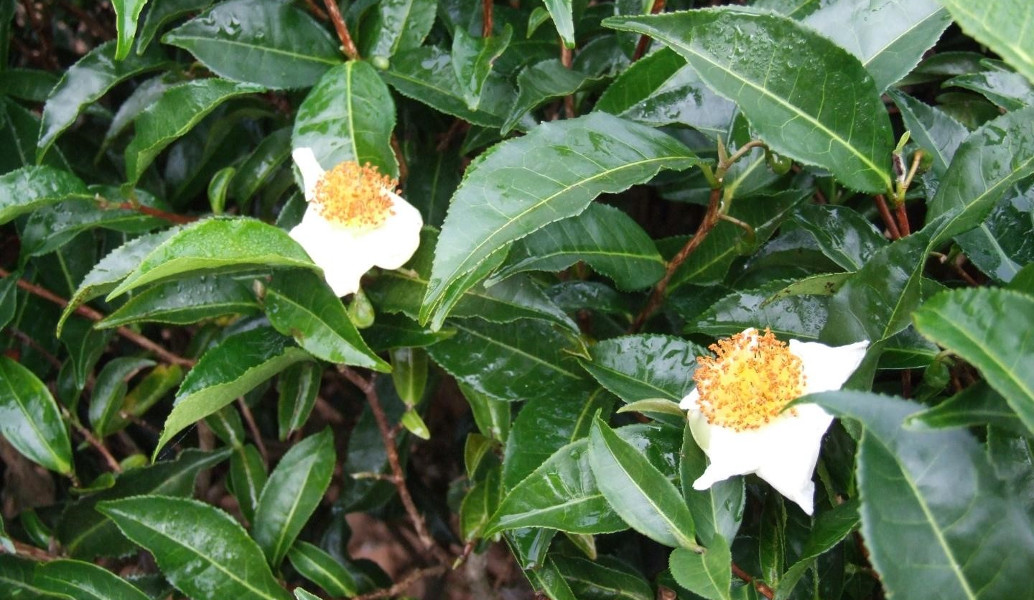 Το τσάι δεν έχει πλέον μυστικά: Επιστήμονες “διάβασαν” το DNA του