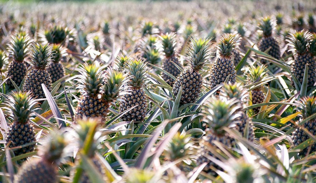 Δερμάτινα είδη από ανανά!
