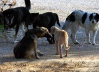 Θεσσαλονίκη: Σύσκεψη για τα δεσποζόμενα και τα αδέσποτα ζώα συντροφιάς