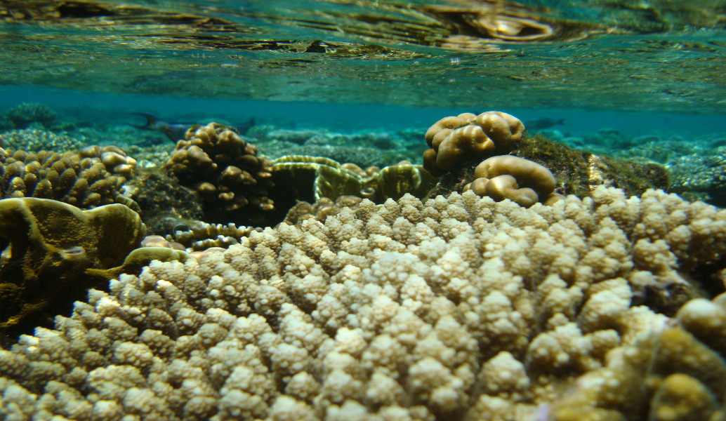 Πάνω από το 13% των κοραλλιών της Μεσογείου απειλούνται με εξαφάνιση
