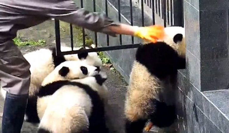 Μωρά πάντα επιχείρησαν να αποδράσουν από το κλουβί τους (vid)