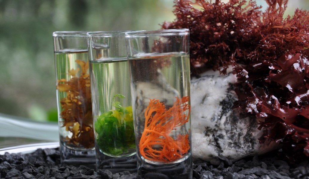 Φύκια: Η τροφή του μέλλοντος