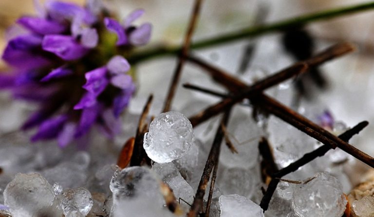 Η χαλαζόπτωση κατέστρεψε καλλιέργειες σε Διδυμότειχο και Ορεστιάδα