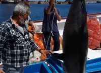 Σέριφος: Έπιασε δύο τόνους συνολικού βάρους 470 κιλών (vid)
