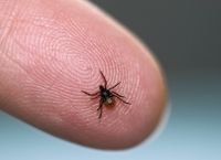 Τσιμπούρι: Πώς να αντιμετωπίσετε ένα τσίμπημα