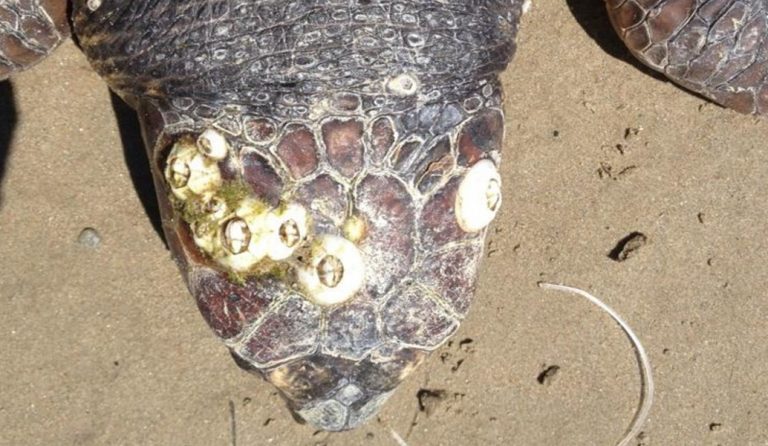 Νεκρή θαλάσσια χελώνα Caretta-caretta στη Ζάκυνθο