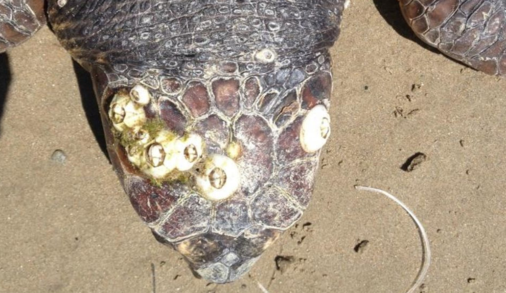 Νεκρή θαλάσσια χελώνα Caretta-caretta στη Ζάκυνθο