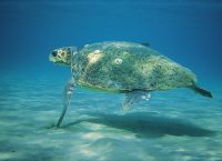 Νεκρή θαλάσσια χελώνα στη Ζάκυνθο