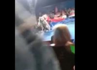 Πανικός σε τσίρκο – Αρκούδα όρμηξε στο κοινό (vid)