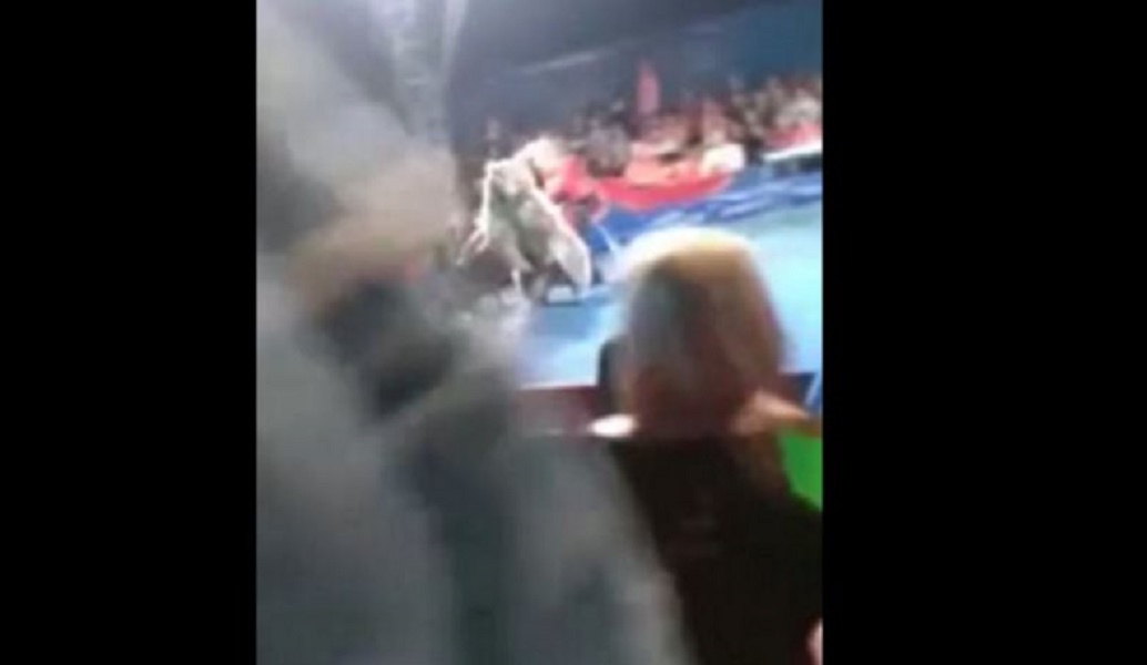 Πανικός σε τσίρκο – Αρκούδα όρμηξε στο κοινό (vid)