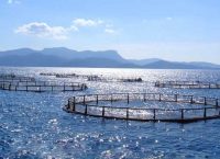 Πρωταγωνιστής η ιχθυοκαλλιέργεια στις εξαγωγές