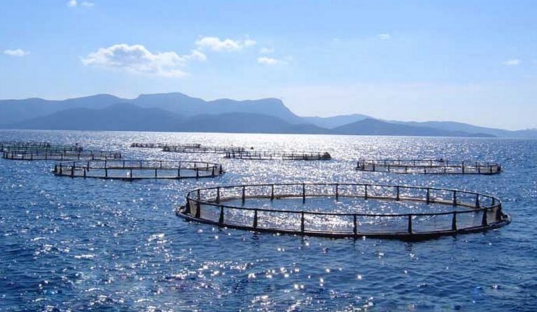 Πρωταγωνιστής η ιχθυοκαλλιέργεια στις εξαγωγές