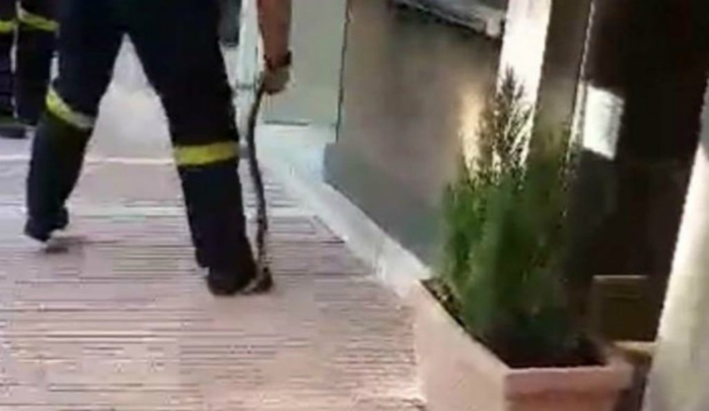 Τρόμος σε σούπερ μάρκετ στη Θεσσαλονίκη – Τι εντόπισαν σε καρότσι