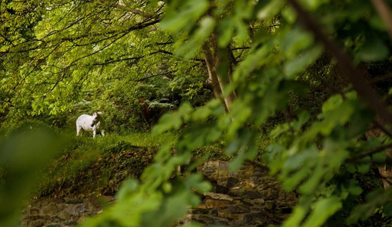 Εκδόθηκε η Κοινή Υπουργική Απόφαση για τους δασικούς χάρτες