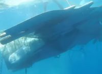 Mirage 2000: Βρέθηκε το μαύρο κουτί – Τι λένε πηγές της Πολεμικής Αεροπορίας