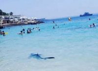 Επικίνδυνος καρχαρίας κάνει… μπάνιο σε παραλία (vid)