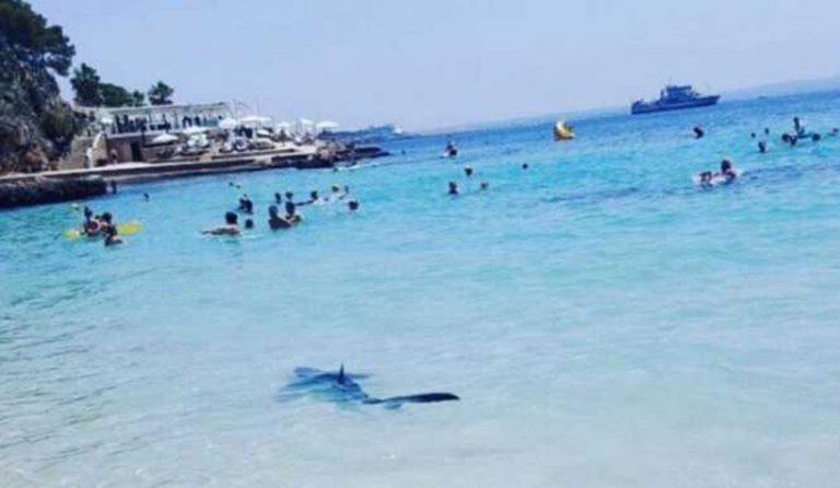 Επικίνδυνος καρχαρίας κάνει… μπάνιο σε παραλία (vid)