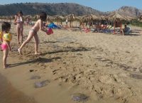 Κοπάδι από μέδουσες εμφανίστηκε σε παραλία της Πάτρας (pics)