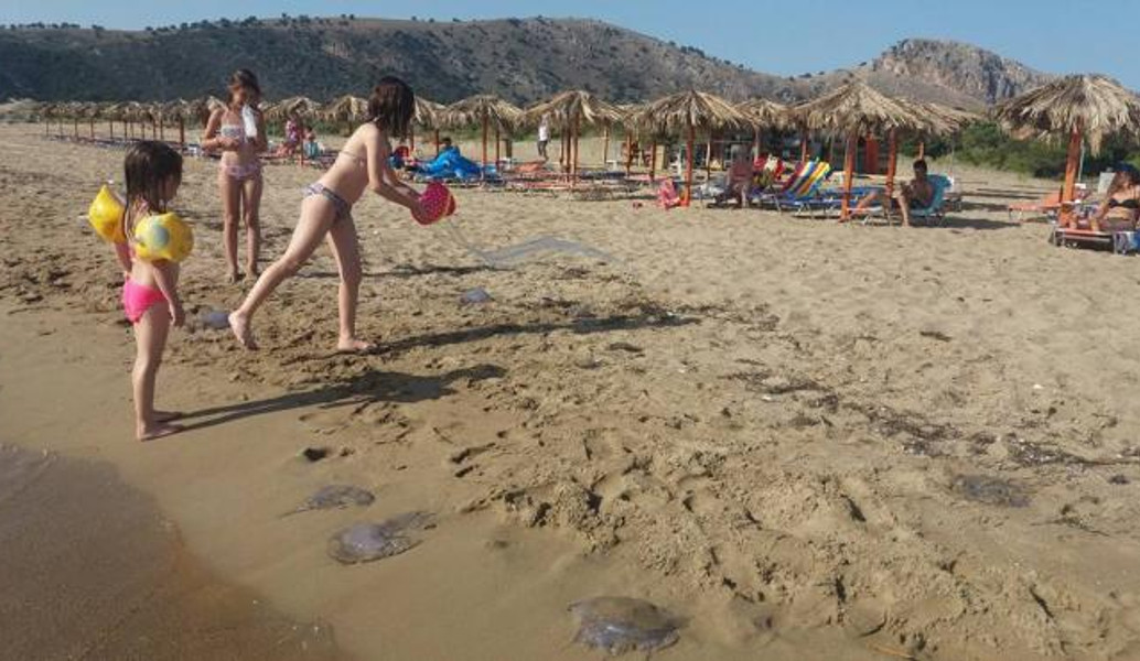 Κοπάδι από μέδουσες εμφανίστηκε σε παραλία της Πάτρας (pics)