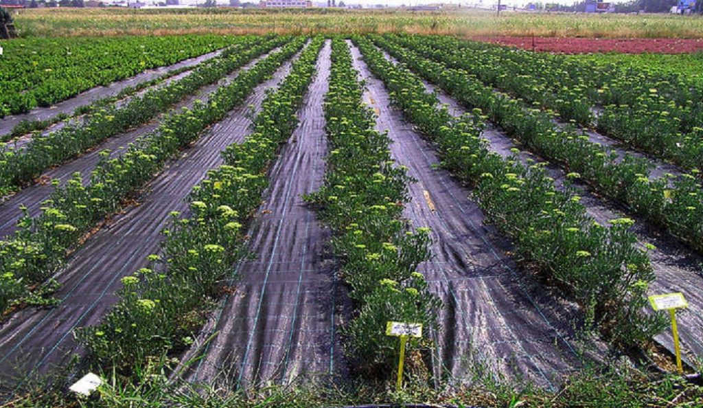 Στις 3.500 οι αιτήσεις για ένταξη στο πρόγραμμα Νέων Αγροτών στην Κ. Μακεδονία