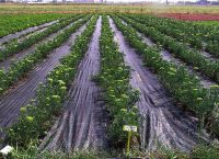 Στις 3.500 οι αιτήσεις για ένταξη στο πρόγραμμα Νέων Αγροτών στην Κ. Μακεδονία