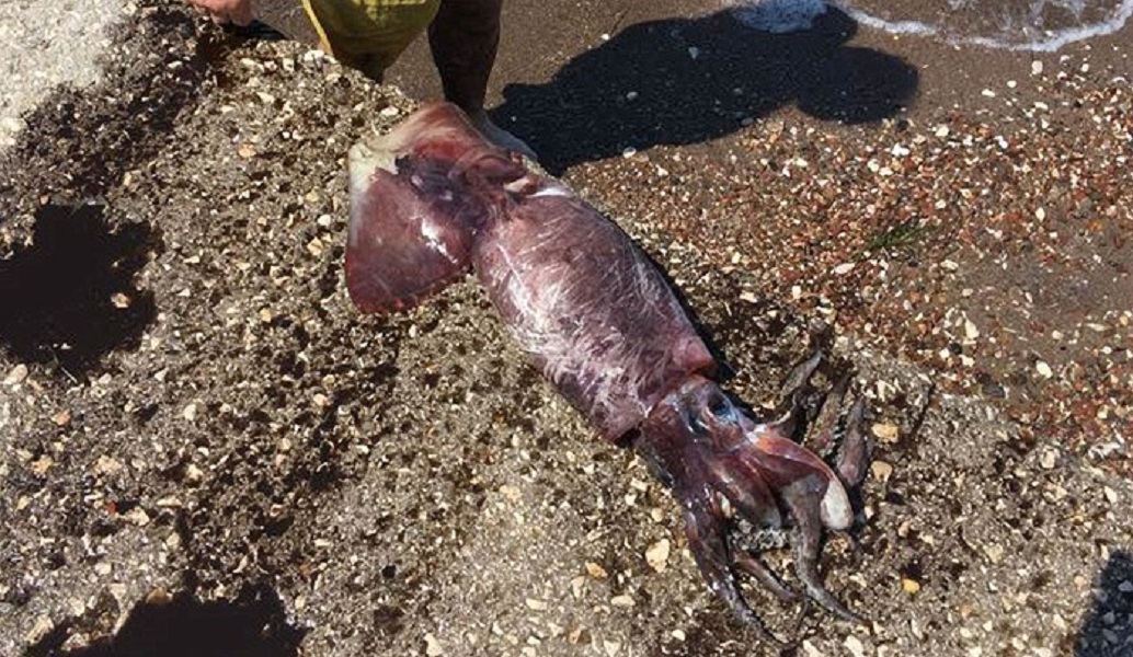 Γιγάντιο καλαμάρι 1,5 μέτρου στο Ναύπλιο (pic)