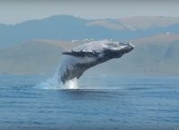 Η Ιαπωνία αποσύρεται από τη Διεθνή Επιτροπή Φαλαινοθηρίας
