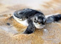 Tα πρώτα χελωνάκια της Πελοποννήσου ξεκίνησαν το ταξίδι τους