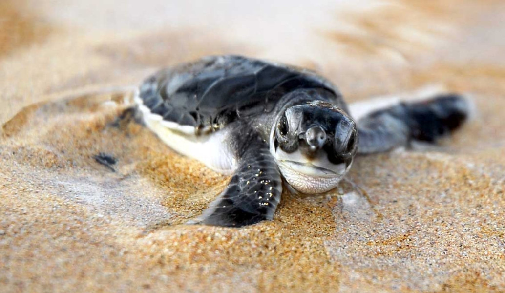 Tα πρώτα χελωνάκια της Πελοποννήσου ξεκίνησαν το ταξίδι τους