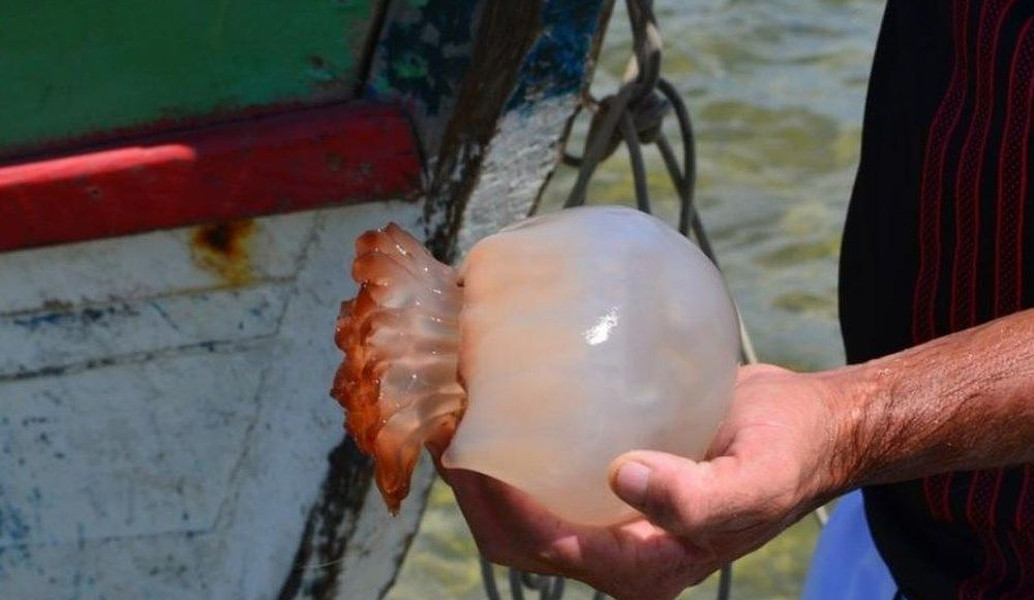 Η κυβέρνηση παίρνει μέτρα και απομακρύνει τις τσούχτρες