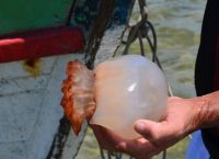 Σύσκεψη για τις τσούχτρες στον Κορινθιακό