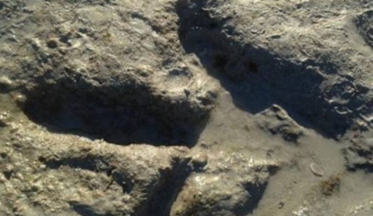 Κίνα: Ανακαλύφθηκαν απολιθωμένα αποτυπώματα δεινοσαύρων 100 εκατομμυρίων ετών