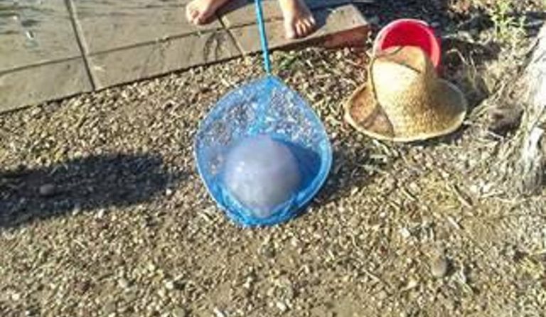 Έπιασαν μέδουσα-“τέρας” στην Αχαΐα (pics)