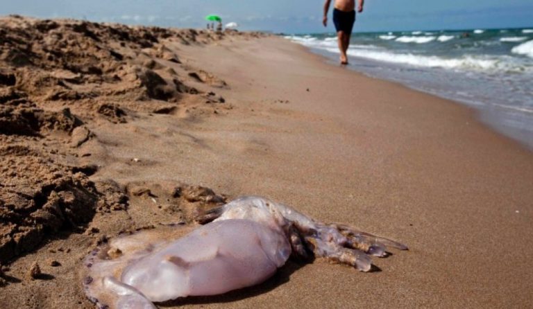 Γιατί δεχόμαστε “επίθεση” από μέδουσες;