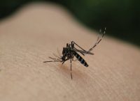 Διπλασιάστηκαν τα κρούσματα από τον ιό του Δυτικού Νείλου