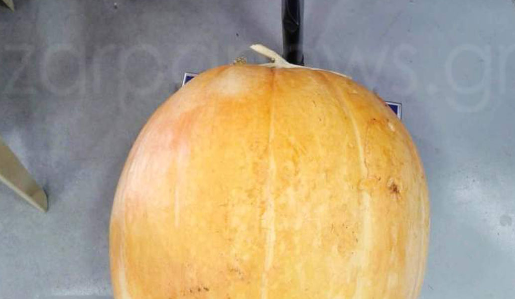 Κολοκύθα-γίγας στα Χανιά (pics)