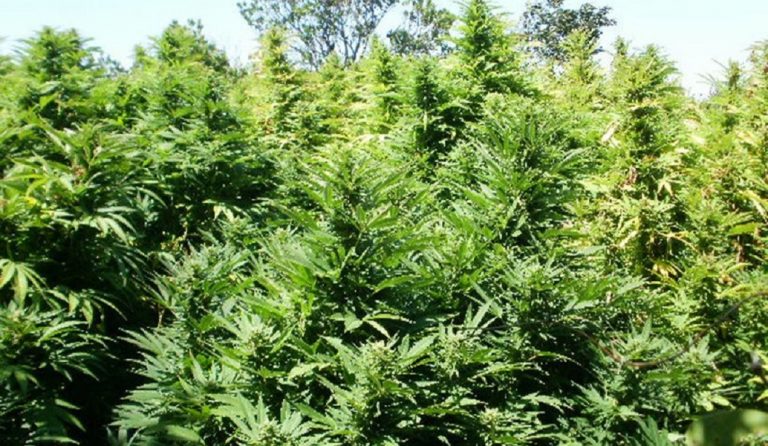 Συνελήφθη 73χρονος για 19 χασισόδεντρα στα Χανιά