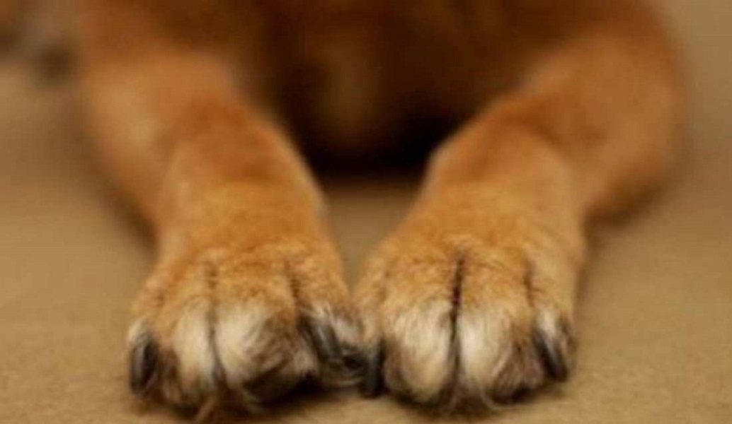 Ραφήνα: Συνελήφθη 39χρονος για κακοποίηση ζώου