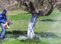 Δ. Καλαμάτας: Συνεχίζονται οι ψεκασμοί για τη δακοκτονία