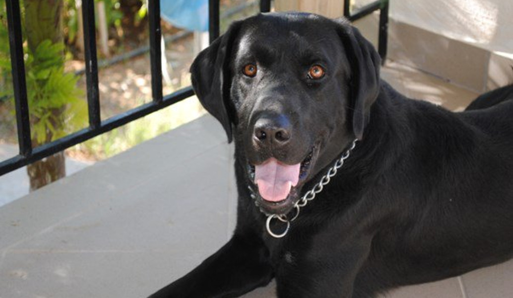 Στη σύνταξη βγήκε… ο αστυνομικός σκύλος Blanco (pic)